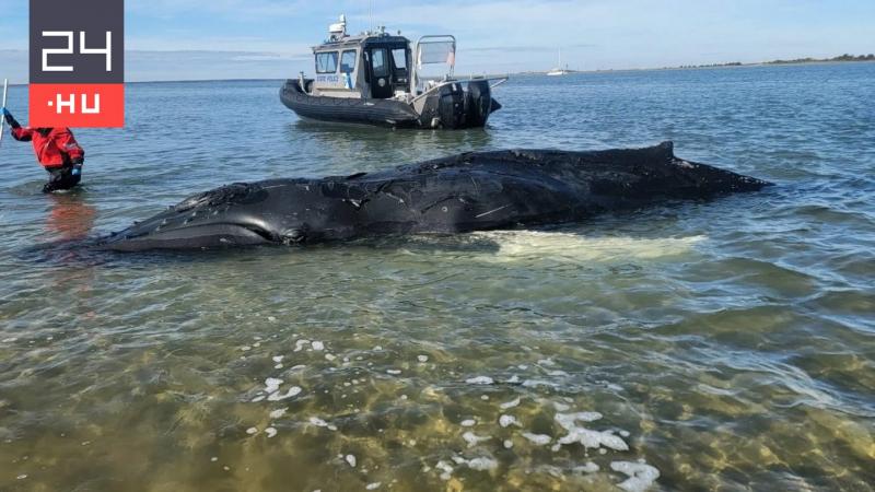 Fiatal tengeri óriás vetődött partra a tenger hullámainak játékában | 24.hu
